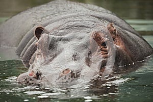 Hippo photo