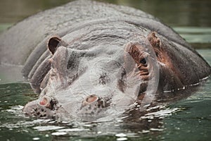 Hippo