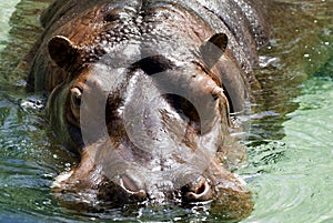 Hippo