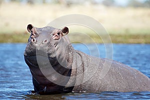 Hippo photo