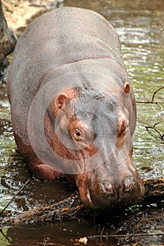 Hippo