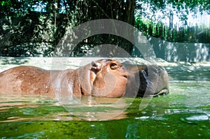 Hippo