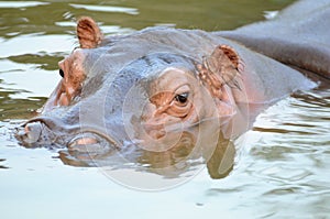 The hippo photo