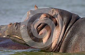 Hippo