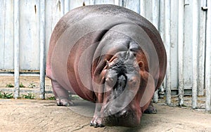 Hippo