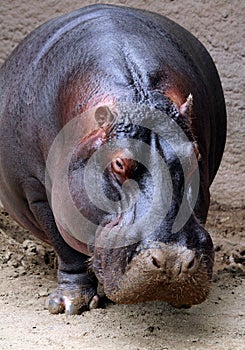 Hippo