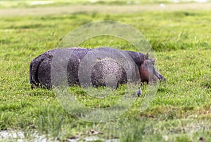 Hippo in Amboseli National Park, Kenya, Africa