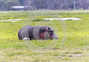 Hippo in Amboseli National Park, Kenya, Africa