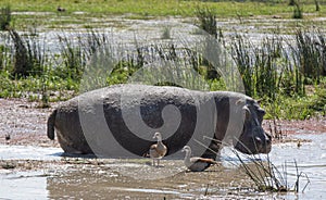 Hippo amphibius in water