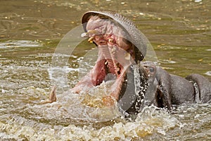 Hippo attack