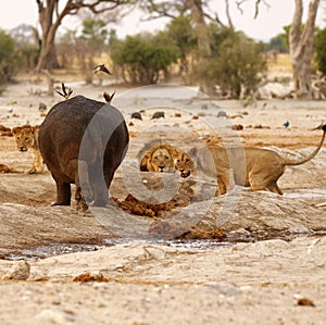 Hippo Attack