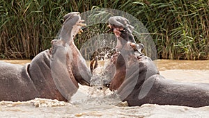 Hippo attack photo