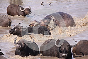 Hippo attacking Cape Buffalo in water