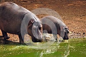 Hippo baby with mother