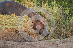 Hippo on bank of Masai Mara River in Kenya