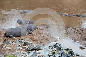 Hippo on the bank of the river