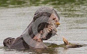 Hippo baring its teeth in a display of power