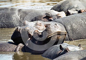 Hippo with big smile