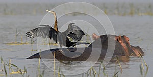 Hippo with bird photo