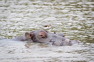 Hippo with a bird