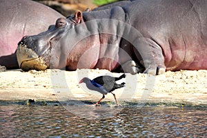 Hippo with bird