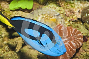 Hippo Blue Tang in Aquarium