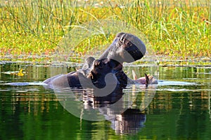Hippo,Botswana