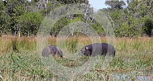 Hippo Botswana Africa Safari Wildlife