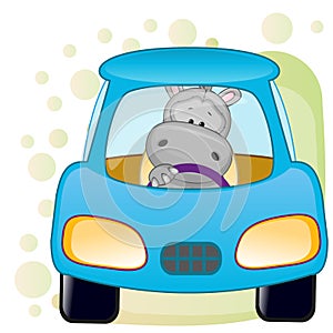 Hippo in a car