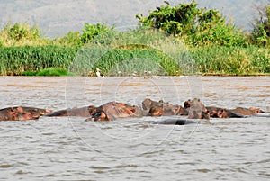 Hippo on Chamo Lake (Ethiopia) photo