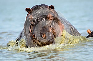 A Hippo on the charge