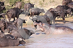 Hippo chasing Cape Buffalo