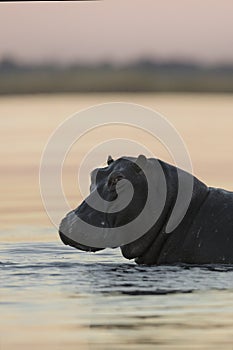 Hippo in the Chobe River.