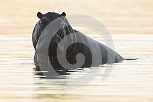 Hippo in the Chobe River