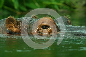 Hippo Close Up