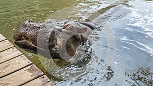 A hippo in a close wide shot looking scared