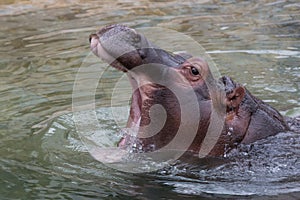 Hippo closeup