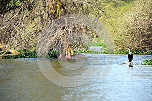 Hippo with cormorant, Lake Naivasha