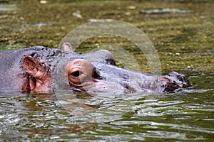 A hippo in Delhi zoo