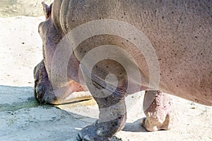 Hippo drinking water close-up