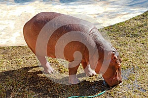 Hippo Drinking Water from Water Hose