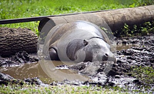 Hippo dwarf Liberian cloven-hoofed mammal eardrums zoo nostrils photo