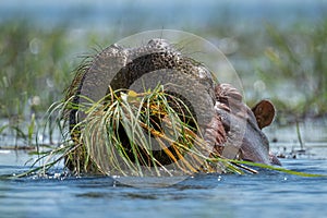 Hippo eating grass in river in sunshine photo