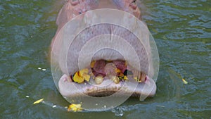 A hippo eating in water