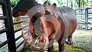 hippo eats grass with its mouth wide open