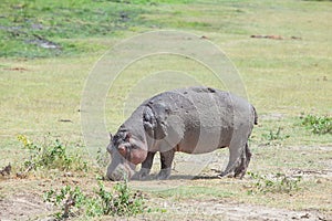 The hippo is eatting grass