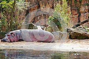 Hippo at the edge of the pool, Hippopotamus amphibius