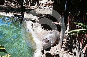 A Hippo Enjoying a Sunbath