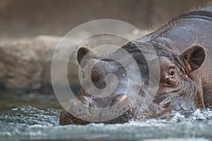Hippo entering water