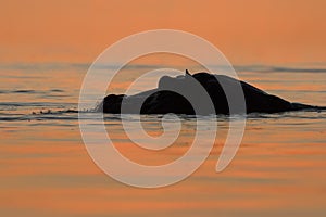 Hippo entering water